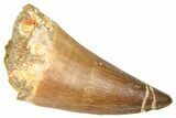 Fossil Prognathodontid Mosasaur Tooth - Morocco #374490-1